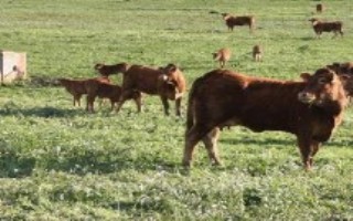 养牛牧场需要什么条件，一定要分组放牧