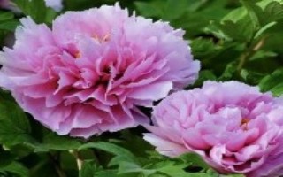 牡丹花褐斑病，不同病害的防治方法不同