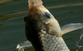 秋钓技巧，在水草区、入水口等位置钓鱼更容易钓获