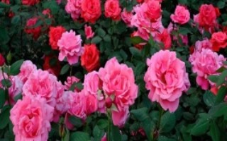 如何让月季花苞快点开，要遵循干透浇透的浇水原则