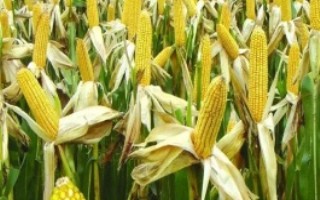 新单66玉米栽培技术要点，新单66玉米种子特征特性