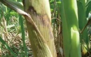 内玉3610玉米栽培技术要点，注意防治茎腐病