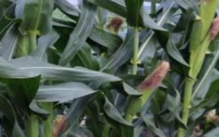 津隆11号(试验名称：津隆11号)玉米栽培技术要点，注意防治纹枯病