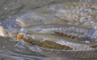 气温下降鲤鱼吃什么味型的饵料，主要吃水生植物的根茎、枝叶等部位