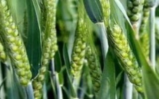 新麦52小麦栽培技术要点，全生育期218.0天