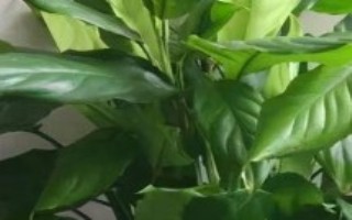 万年青的种类，可分株、扦插或者播种繁殖