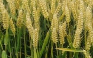 中研麦6号小麦栽培技术要点，每亩适宜基本苗16万