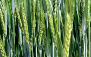 定西41号小麦栽培技术要点，应注意防治蚜虫和白粉病