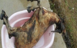 一只黑山羊大概多少斤，趁热拔毛又快又干净