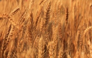 遂选101小麦栽培技术要点，最佳播期10月7～12日