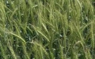 扬辐麦22小麦栽培技术要点，属偏春性品种