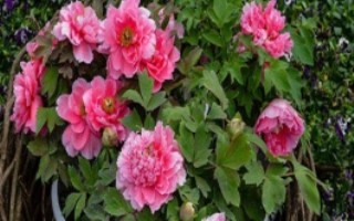 春季怎么修剪牡丹花，可在开花后、入夏前、冬季修剪