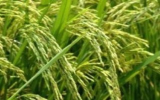 华浙优901水稻栽培技术要点，每亩有效穗数18.5万穗