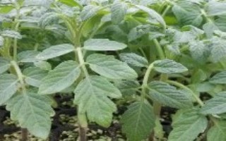 番茄肥害症状以及怎么防治，用温水浸泡后再播种、出苗后注意控制温湿度