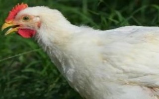 饲料鸡多久出栏，2个月左右即可出栏