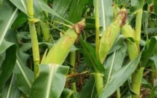 天育108Z玉米栽培技术要点，亚洲玉米螟一般不需防治