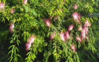 哪个朝代种植合欢树，是为了推广和表示吉祥