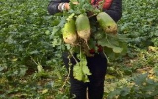 秋萝卜品种，在子叶张开时进行第一次间苗