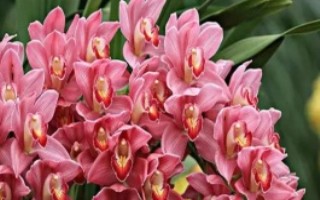 惠兰叶子发黄怎么处理，按照不干不浇、浇则浇透的原则提供水分