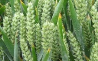 齐民20号小麦栽培技术要点，每亩适宜基本苗18万—20万