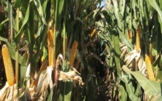 新甜玉18号玉米栽培技术要点，中等肥力以上地块种植