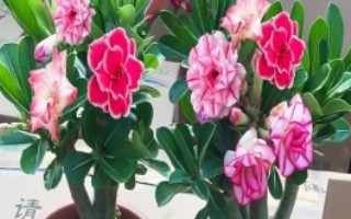 沙漠玫瑰的养护要点，抹芽处理是剪枝的基本要求