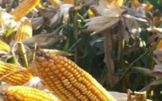 辽单8705玉米栽培技术要点，中抗穗腐病