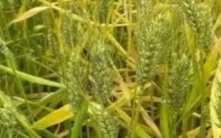 雨水多对小麦的影响，会直接影响到产量