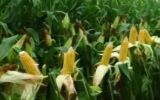 佳糯549玉米栽培技术要点，夏播建议播种时间