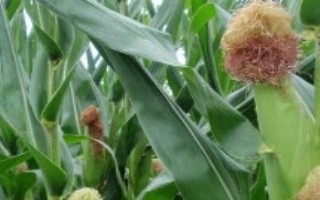 硕秋707玉米栽培技术要点，密度4500株/亩左右