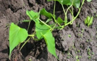 红薯苗的生长条件，采取斜插法、直栽法、压藤插秧法