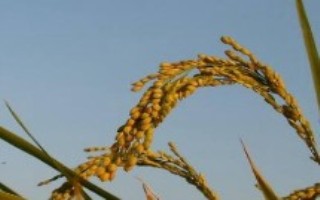 福兴A水稻栽培技术要点，全生育期比龙特浦A长3天左右