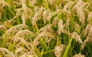 大粮306水稻栽培技术要点，每亩秧田播种量30千克左右