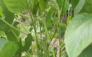 菏豆28号大豆栽培技术要点，菏豆28号大豆种子介绍