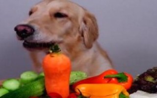 狗能不能吃葡萄，可以缓解狗狗便秘