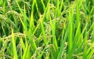 禾粳1908水稻栽培技术要点，综合防治病虫害