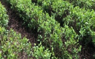 茶树需要打农药吗，日平均气温需要稳定在10℃以上为佳