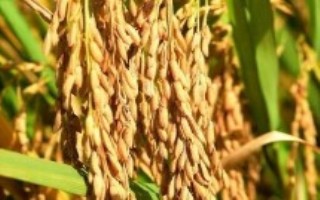 永芳优517水稻栽培技术要点，每亩有效穗数16.9万穗