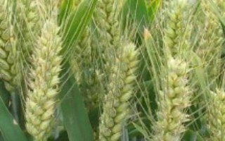 济麦1803小麦栽培技术要点，每亩基本苗15万左右