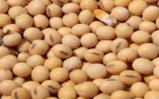 闽豆10号大豆栽培技术要点，春植密度每亩1.4万株左右