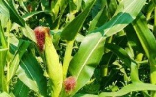 西蒙7115玉米栽培技术要点，注意防治红蜘蛛与蚜虫
