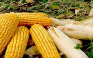 科沃674玉米栽培技术要点，注意防治病虫害