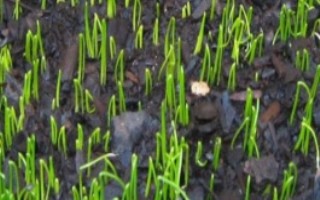 韭菜从种到收多长时间，播种前都需放置到阳光下晾晒2-3天