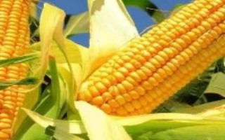 诚信707玉米栽培技术要点，适宜播期4月下旬至5月上旬