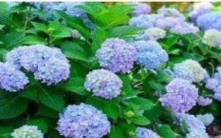 绣球花怎么过冬，生长期间半个月要追肥一次