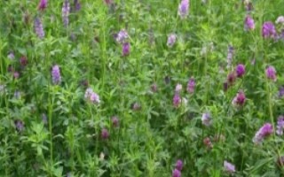 养牛冬天没草吃怎么办，常见的有象草、狗尾草、紫花苜蓿等