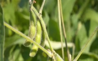 吉农48大豆栽培技术要点，中抗花叶病毒病1号株系