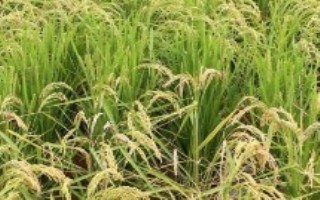仁优9号水稻栽培技术要点，秧田播种量每亩15.0千克