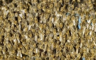 蜂王的特点与作用，及时为工蜂提供必须的营养和食物即可