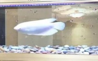 大鱼缸能用多久，使用寿命多为8-10年